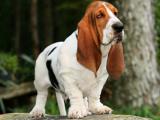 Basset Hound Dog list B