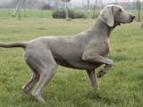 Weimaraner Dog list W