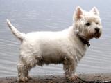 West Highland White Terrier Dog - dzaglis jishebi