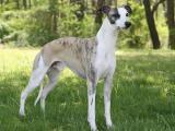 Whippet Dog - dzaglis jishebi