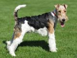 Wire Fox Terrier Dog list W