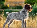 Wirehaired Pointing Griffon Dog - dzaglis jishebi