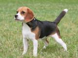 Beagle Dog - dzaglis jishebi