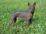 American Hairless Terrier Dog Photo Gallery