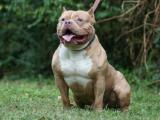 American Pit Bull Terrier Dog Photo Gallery