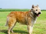 Belgian Shepherd Laekenois Dog - dzaglis jishebi