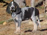 Bluetick Coonhound Dog - dzaglis jishebi