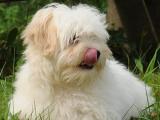 Bolognese Dog - dzaglis jishebi