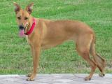 Carolina  Dog list C