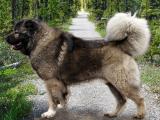 Caucasian Mountain  Dog list C