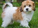 Cavachon Dog - dzaglis jishebi