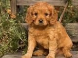 Cavapoo Dog - dzaglis jishebi