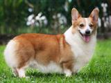 Corgi Dog list C