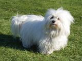 Coton De Tulear Dog - dzaglis jishebi