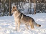 Czechoslovakian Wolfdog Dog - dzaglis jishebi