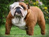 English Bulldog Dog list E