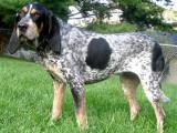 English Coonhound Dog list E