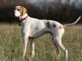 English Pointer Dog - dzaglis jishebi