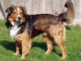 English Shepherd Dog list E