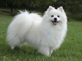 Eskimo  Dog list E