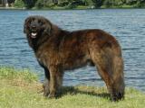 Estrela Mountain  Dog list E