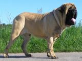 English Mastiff Dog list E