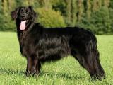 German Hovawart Dog list G