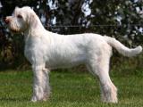 Italian Spinone Dog list I