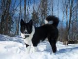 Karelian Bear  Dog - dzaglis jishebi