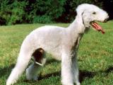 Bedlington Terrier Dog - dzaglis jishebi