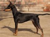 Manchester Terrier  Toy Dog - dzaglis jishebi