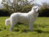 Maremma Sheepdog Dog - dzaglis jishebi