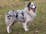 Miniature Australian Shepherd Dog list M