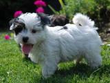 Morkie / Yorktese Dog - dzaglis jishebi