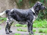 Munsterlander Dog list M