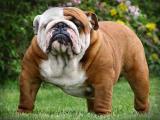 Olde English Bulldogge Dog list O