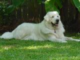 Polish Tatra Sheepdog Dog - dzaglis jishebi