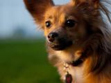 Pomchi Dog list P