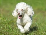 Poodle  Toy Dog list P