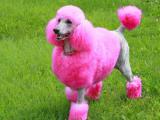 Poodle, Miniature Dog list P