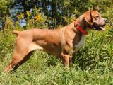 Portuguese Pointer Dog - dzaglis jishebi