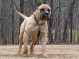 Presa Canario Dog - dzaglis jishebi