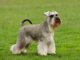 Schnauzer - Miniature Dog list S