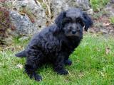 Schnoodle Dog - dzaglis jishebi