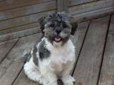 Shih-Poo - Shihpoo Dog list S