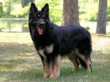 Shiloh Shepherd Dog - dzaglis jishebi