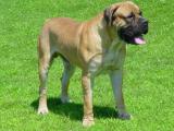 South African Boerboel Dog - dzaglis jishebi