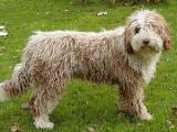 Spanish Water  Dog list S