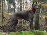 Thai Ridgeback Dog - dzaglis jishebi