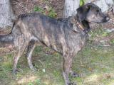 Treeing Tennessee Brindle Dog list T